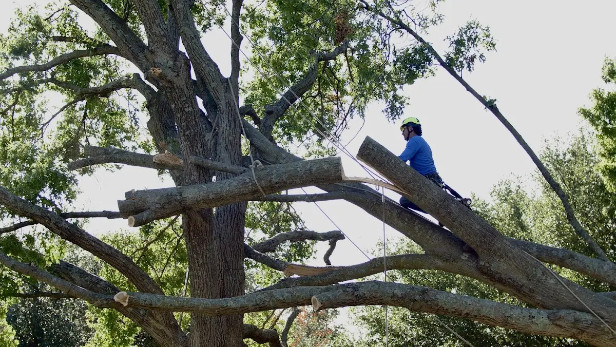 Professional Crown Thinning performed by certified arborists in Peyton